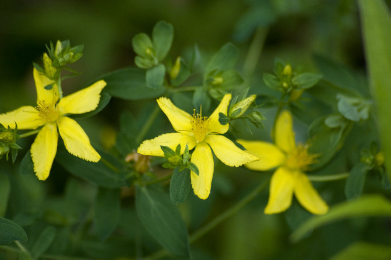 St. Johns wort