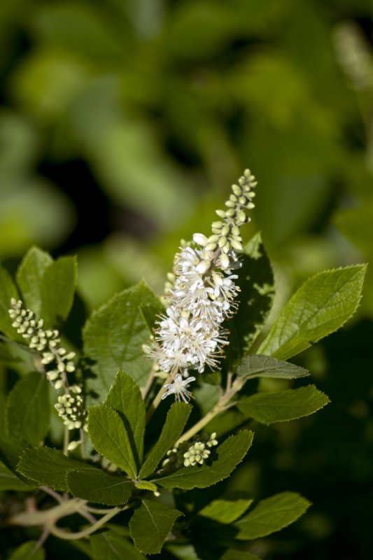 Sweet pepper bush