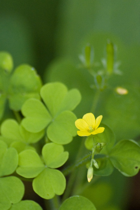 Wood sorrel (oxalis)