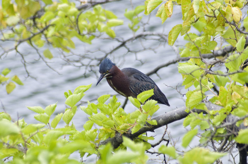 green heron