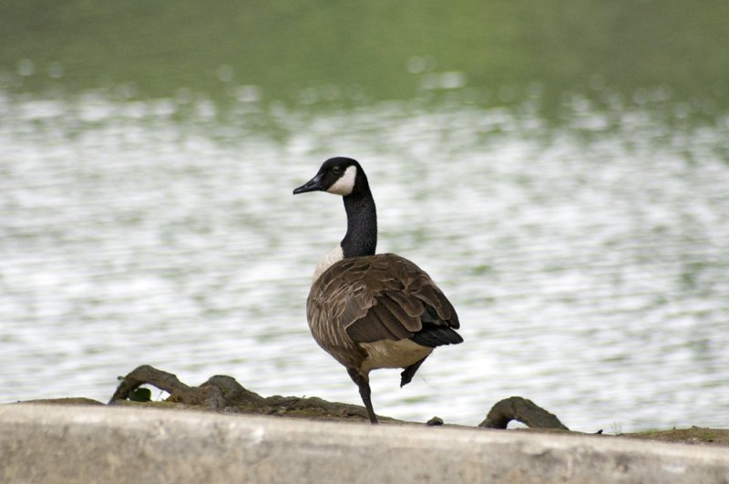 Canada goose
