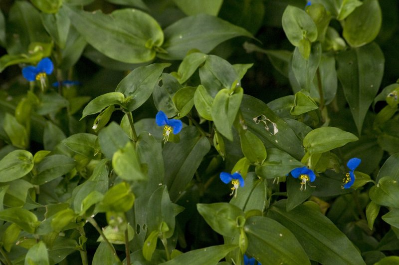 Asiatic dayflowers