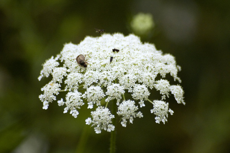 Queen Annes lace