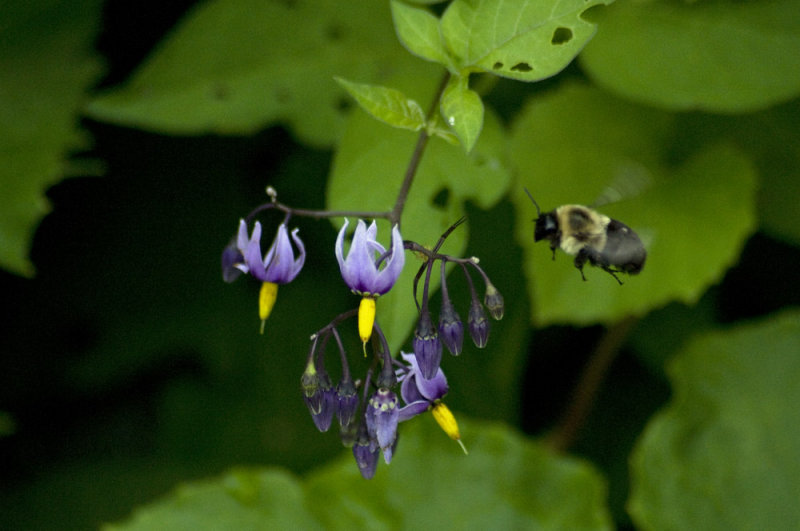 Deadly nightshade