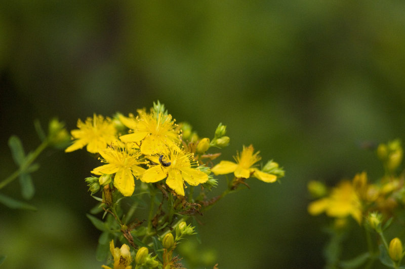 St. Johns wort