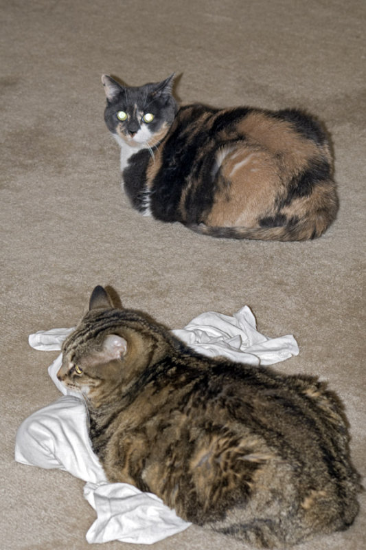 Caught again