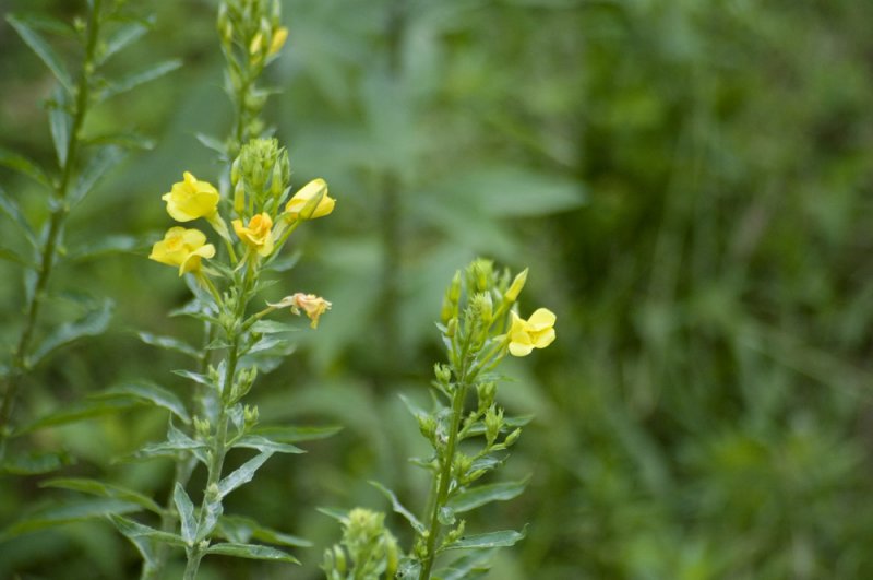 Evening primrose