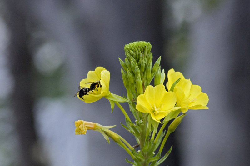 Bumblebees