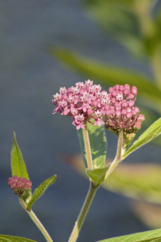 Swamp milkweed