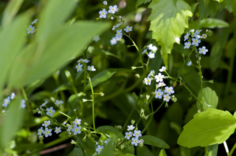 True forget-me-nots