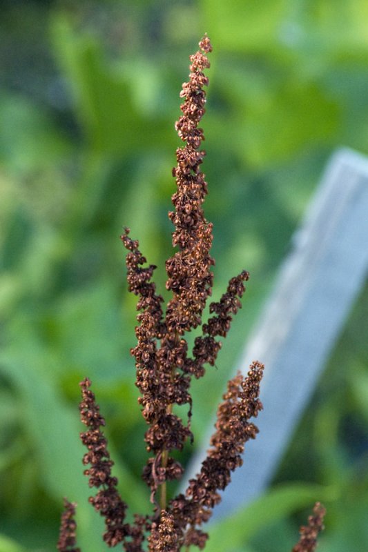 Curly dock