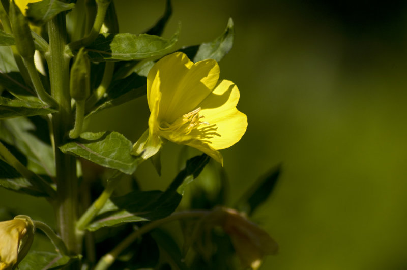 Evening primrose