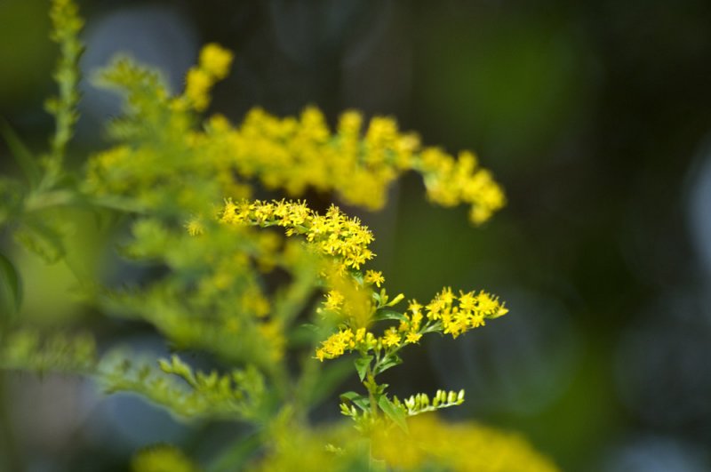 Elm-leaf goldenrod