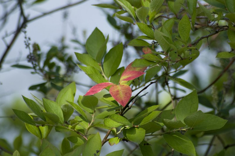 Sweet pepper bush