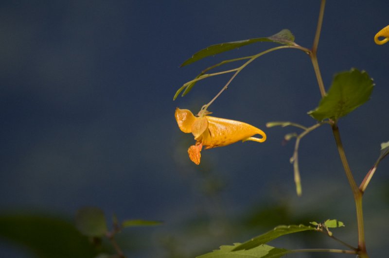 Jewelweed