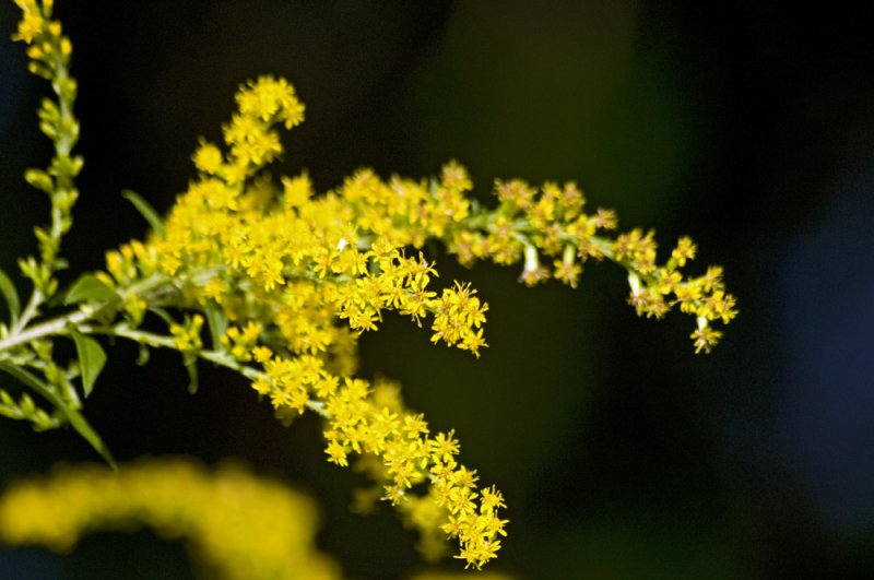 Elm-leaf goldenrod