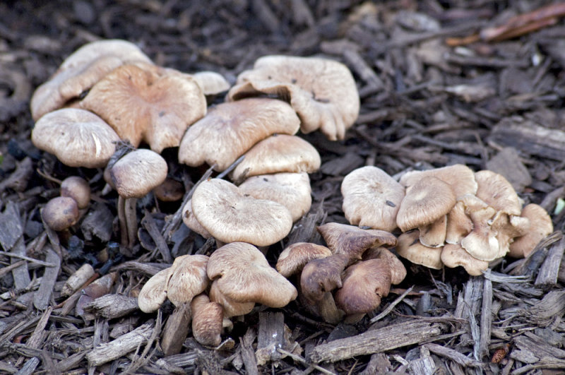 Mushrooms