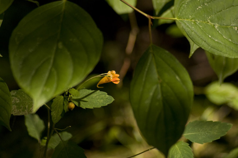 Jewelweed