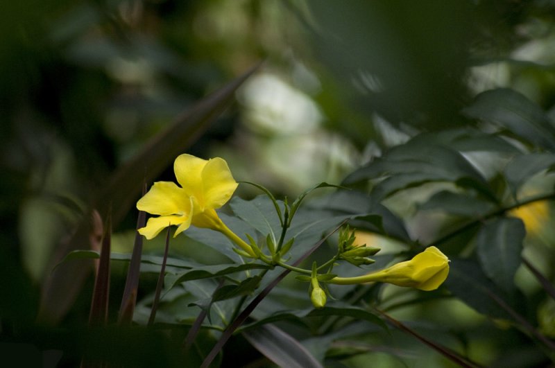 Allamanda cathartica