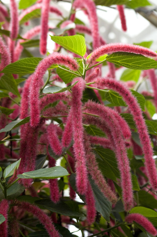 Acalypha hispida