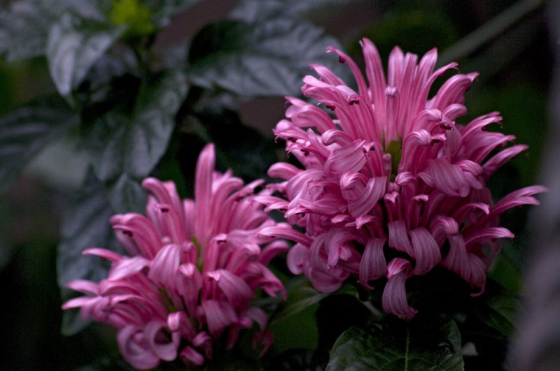 Justicia carnea