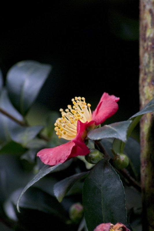 Camellia sasanqua