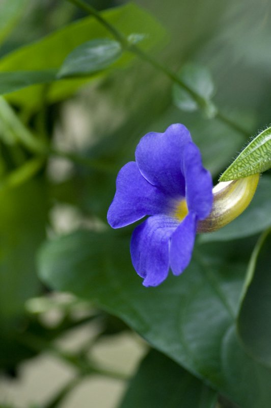 Thunbergia battiscombei