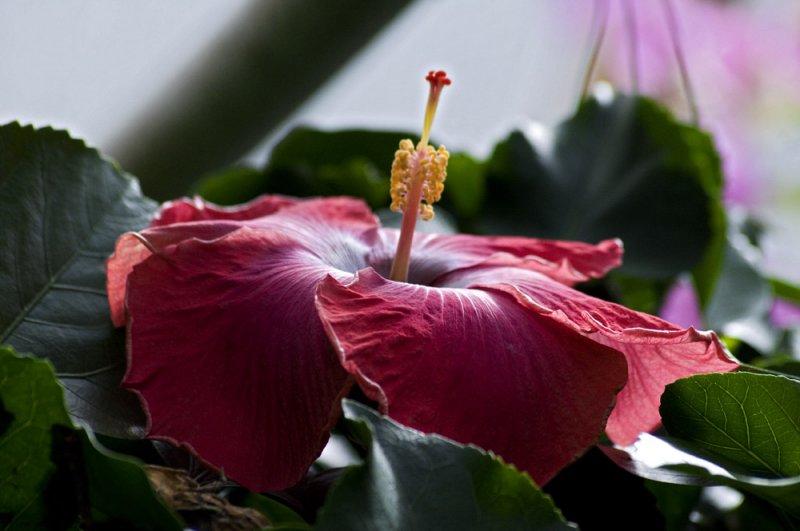 Hibiscus