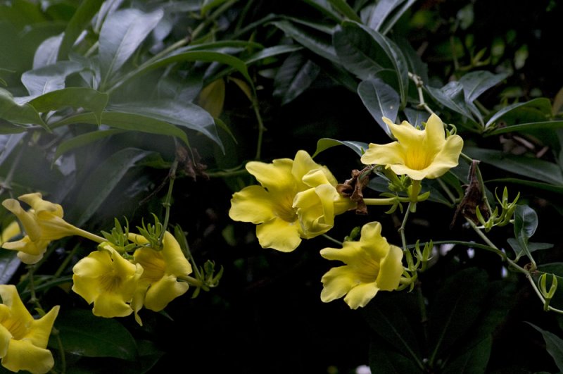 Allamanda cathartica