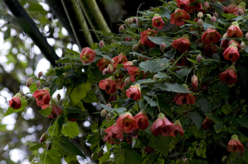 Abutilon