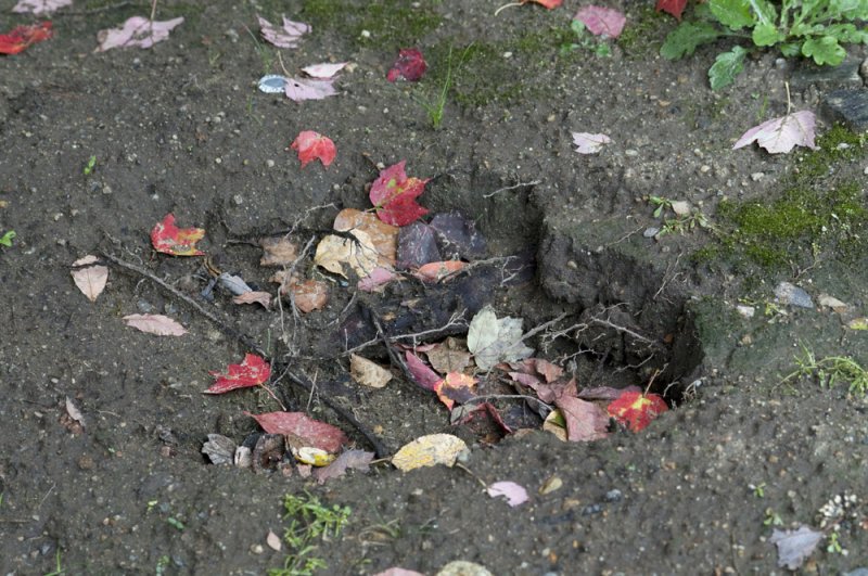 Bigfoot?