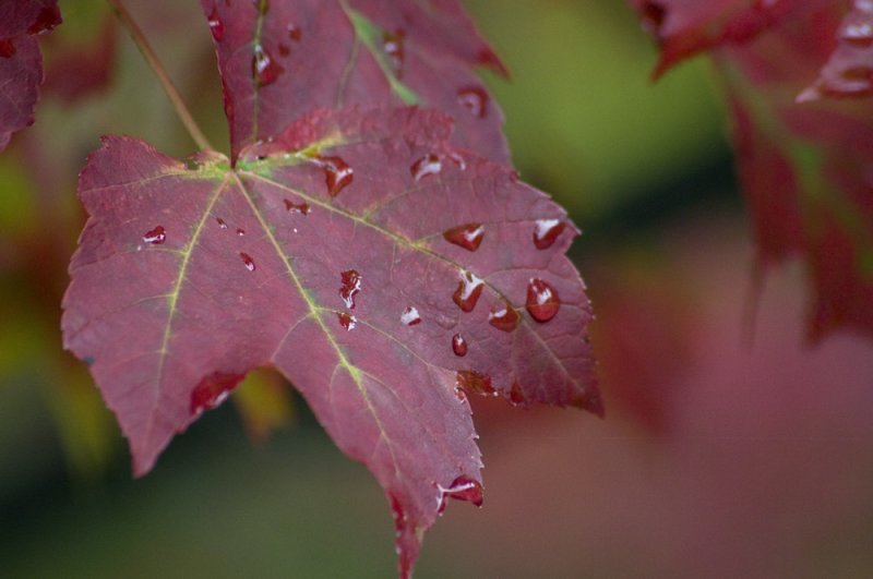 Red maple