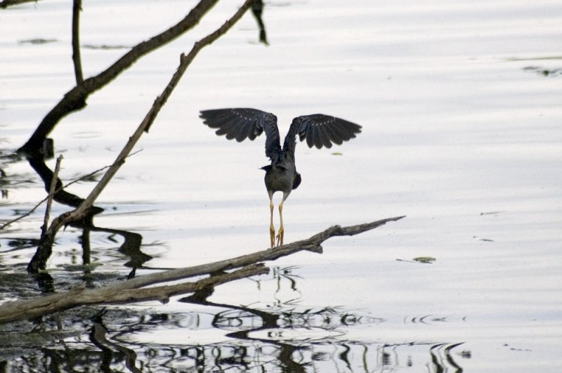 Green heron