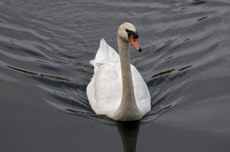 Mute swan