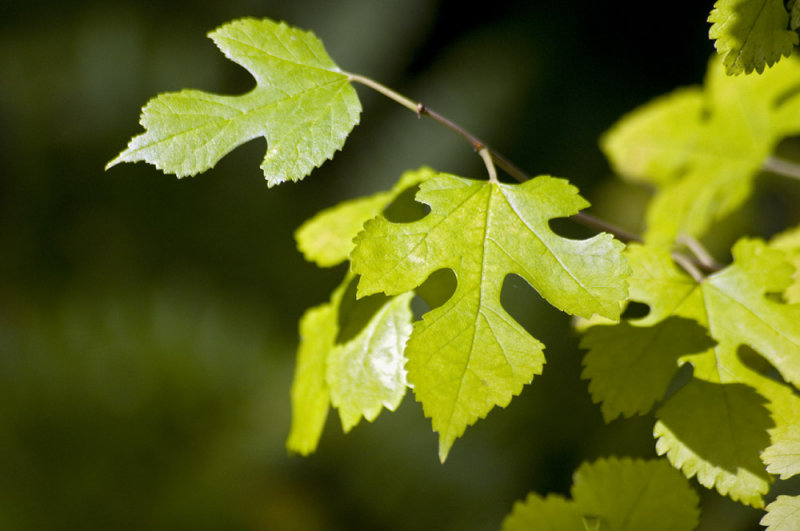 Mulberry sapling