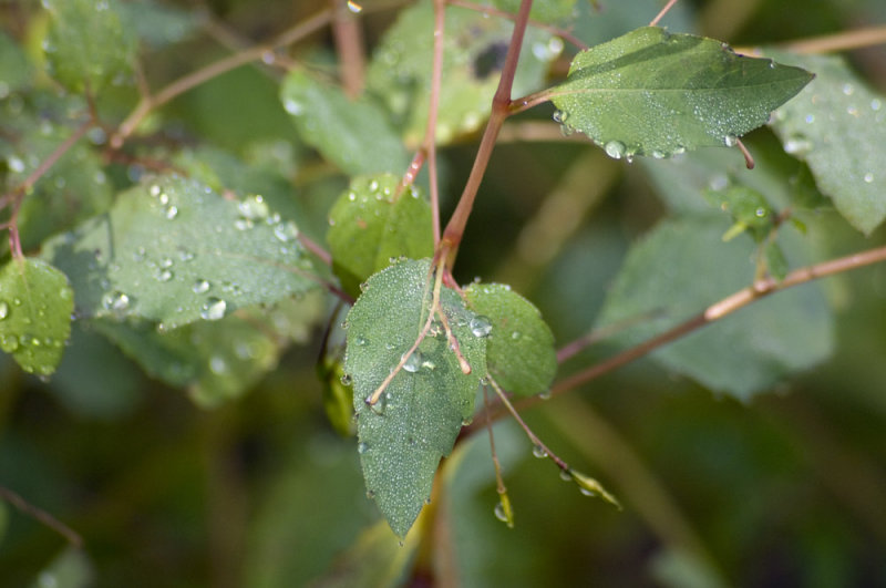 Jewelweed