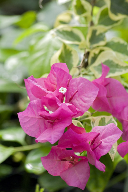 Bougainvillea
