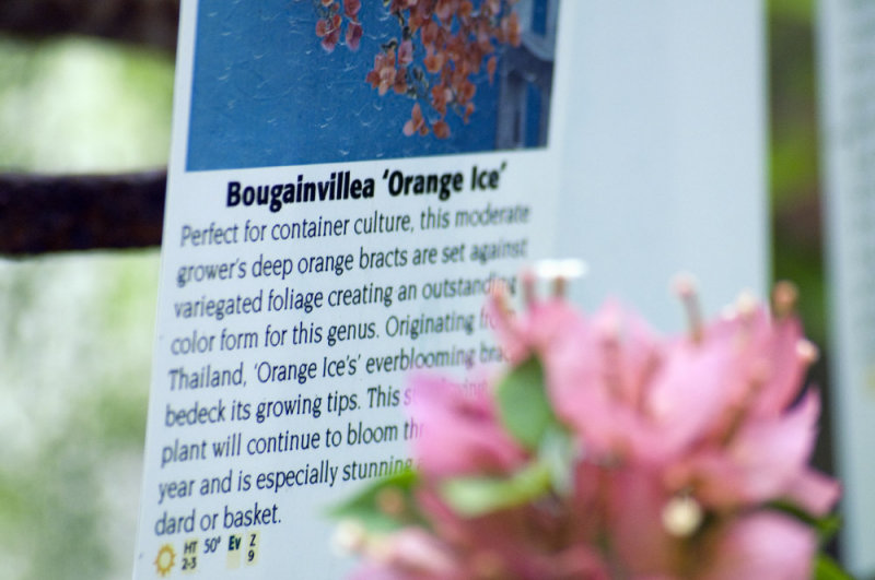 Bougainvillea