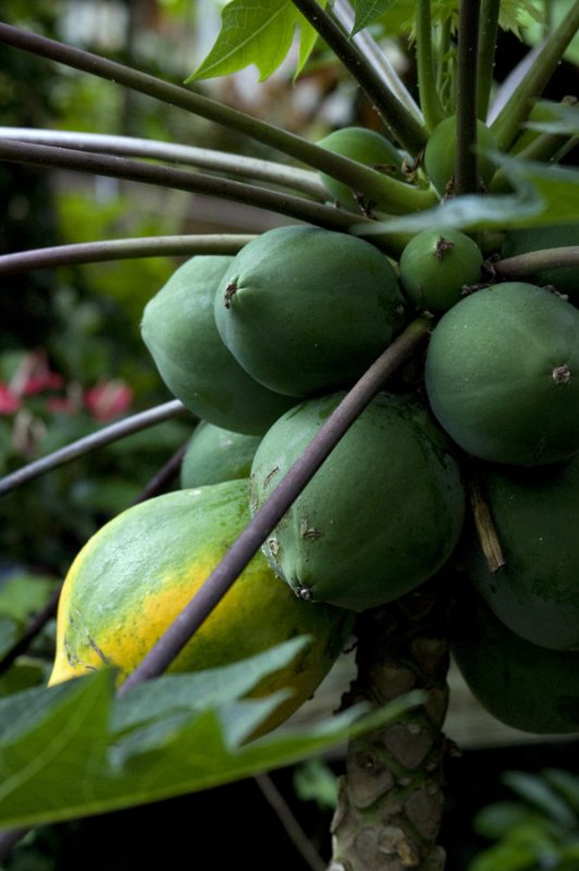 Carica papaya