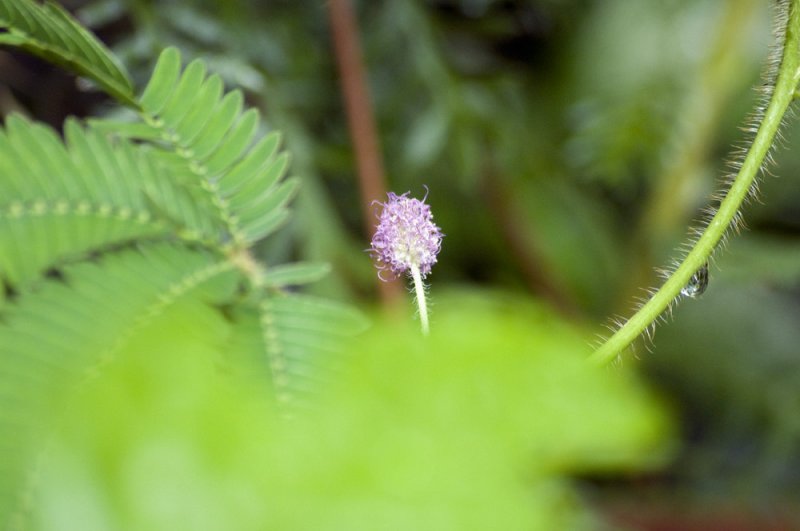 Mimosa pudica