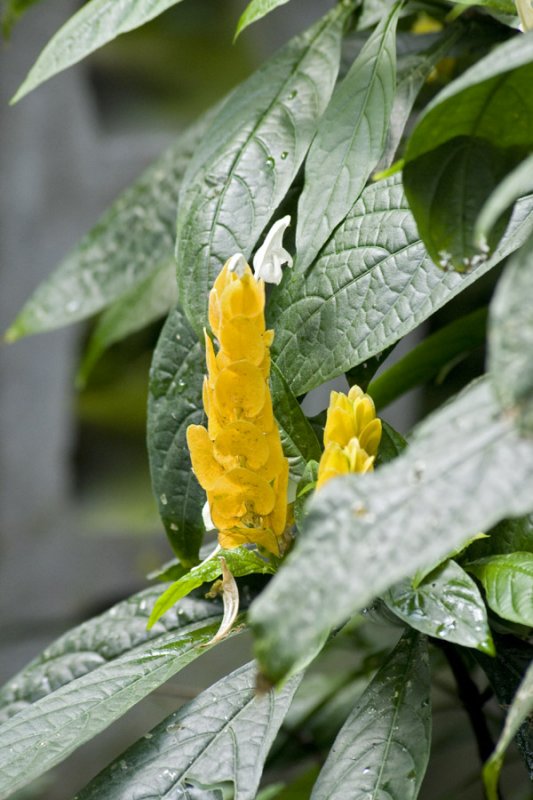 Pachystachys lutea