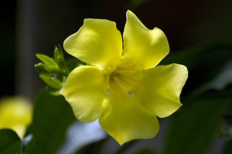 Allamanda cathartica