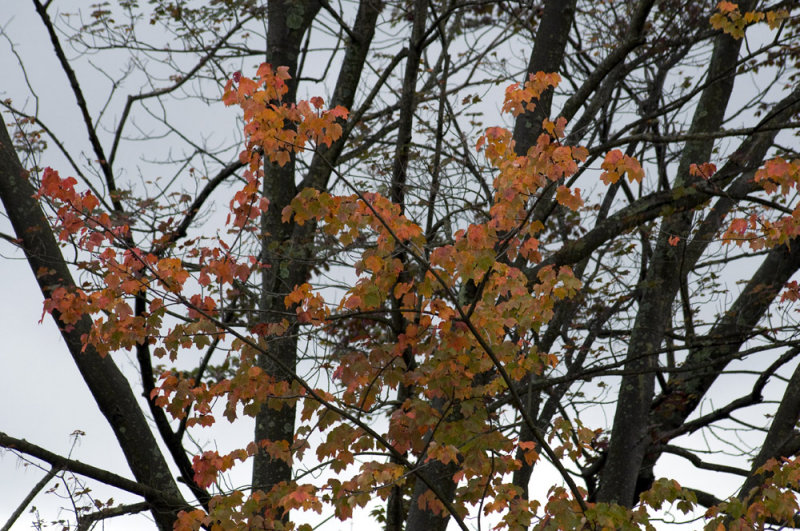 Red maple, gray skies