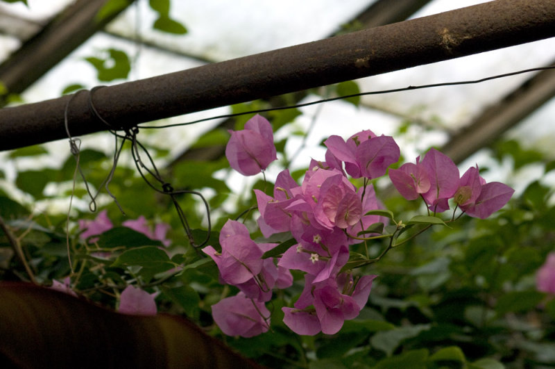 Bougainvillea