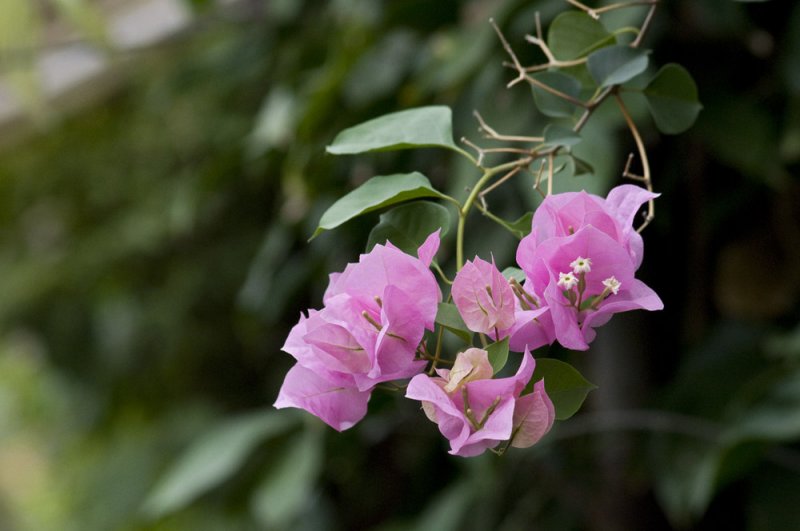 Bougainvillea