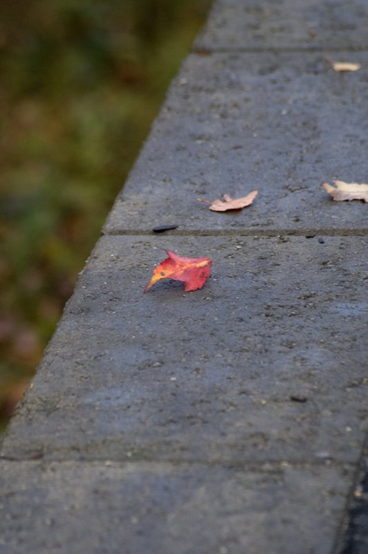 Leaves on the wall