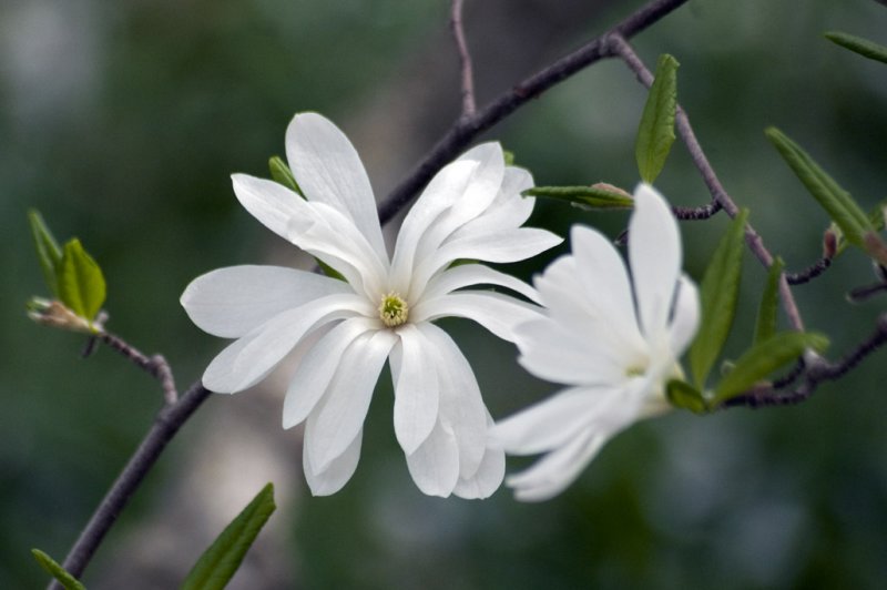 Star magnolia