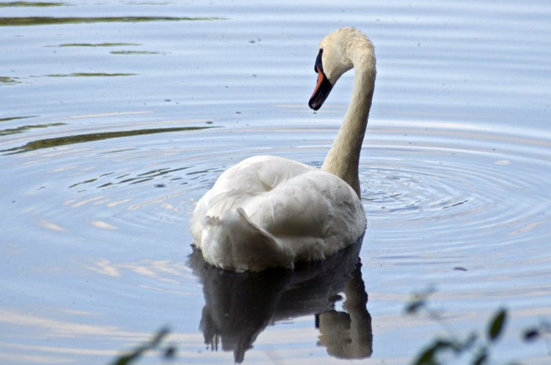 Mute swan