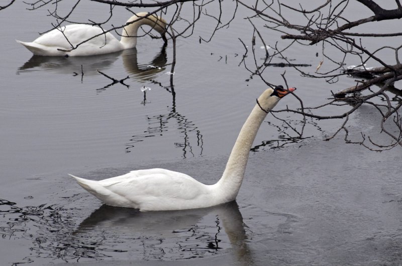 Foraging