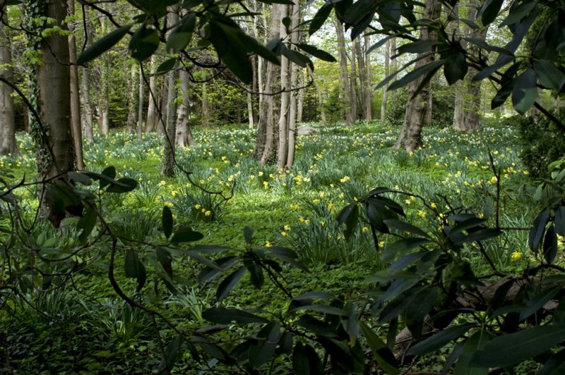 Fields of daffodils